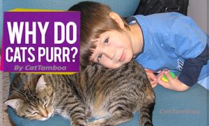 why cats purr