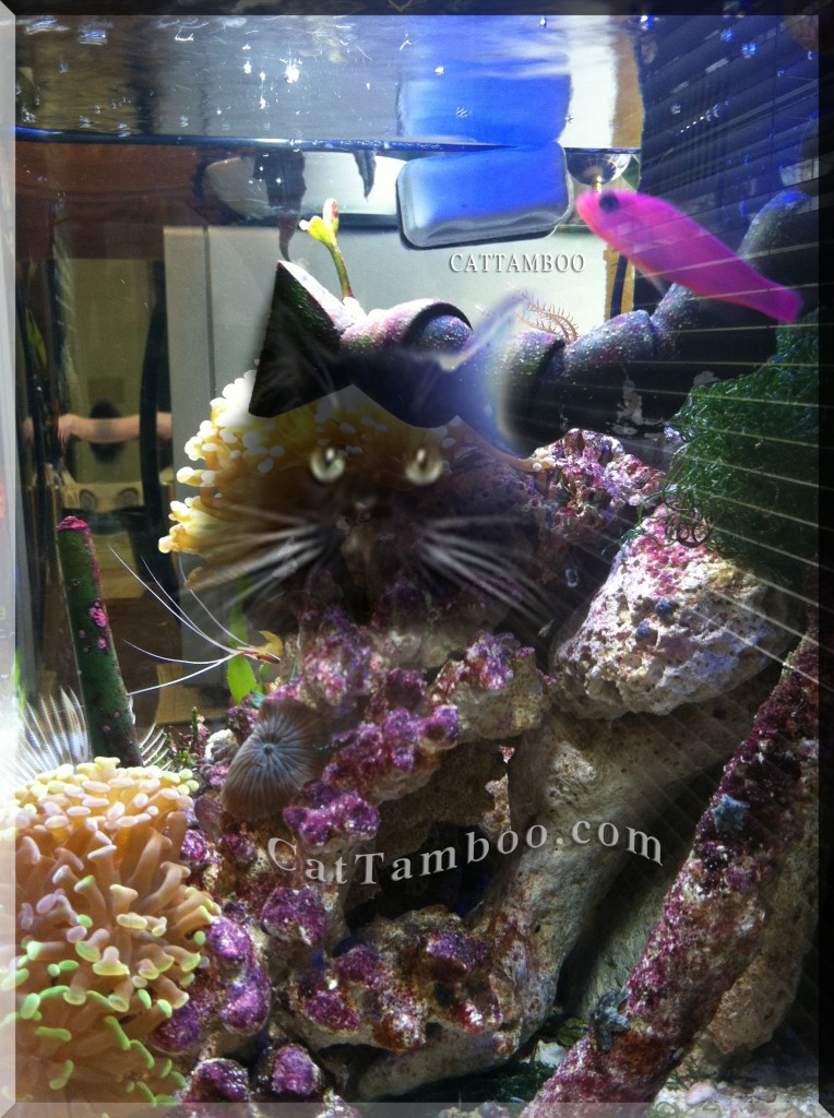 awesome cats and aquariums image