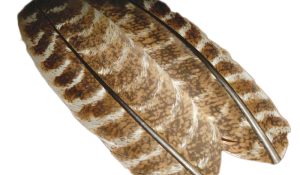 wild turkey feathers