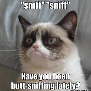 angry-cat-butt-sniff-meme