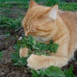 cat-sniffing-catnip