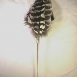 replacement feathers turkey wing natural