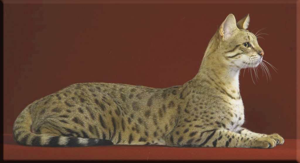 Featured image of post Really Big Cats As Pets - &#039;it really is like flying.&#039; explore wild skating on nature&#039;s ice.