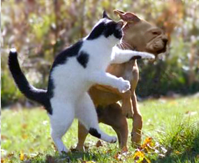 cat swats a dog