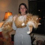large_cats