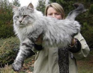 maine coon