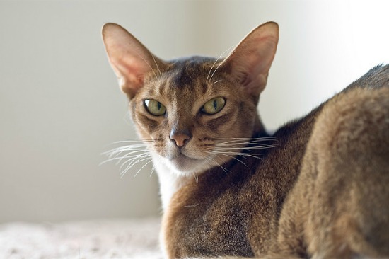 Abyssinian cat best sale similar breeds