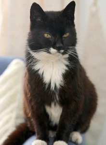 creme-puff-oldest-cat