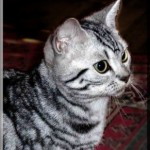 American Short Hair Cat Breeds