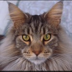 Adult Maine Coon Cat Breeds