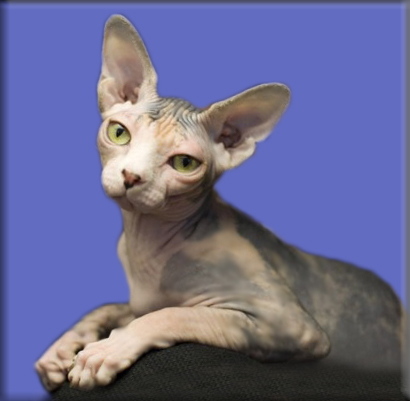 Sleek sales cat breeds