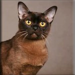 Burmese cat breeds