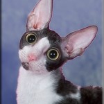 Cornish Rex cat breeds