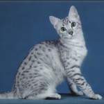 Egyptian Mau cat breeds