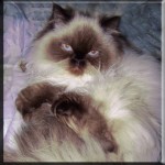 Himalayan cat breeds