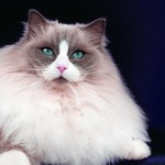 adult Ragdoll cat breeds