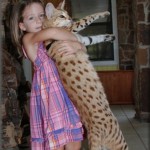 Savannah cats are the largest cat breeds