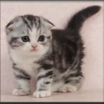 Scottish Fold cat breeds