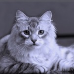 Siberian cat breeds