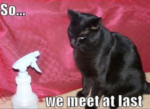 cat meme spray bottle