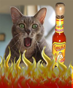 cholula hot sauce cat