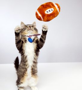 the kitten bowl 2014