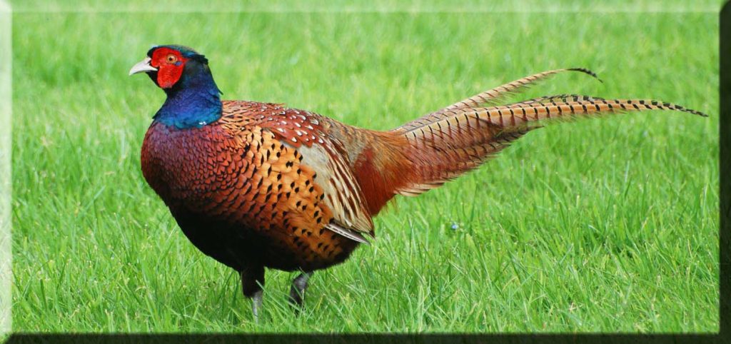 pheasant feather toys