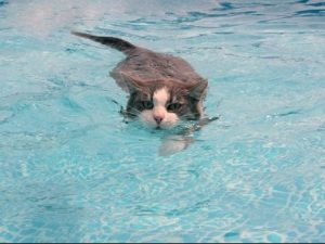 cats swimming
