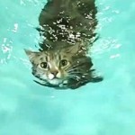 A TABBY CATS SWIMMING 1