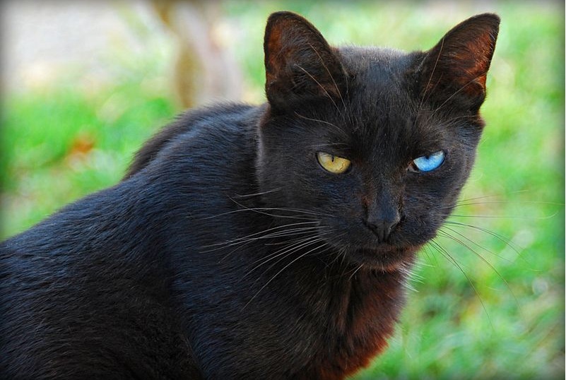 fluffy black cats with green eyes
