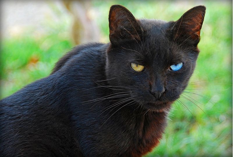 black cat with blue eyes breed