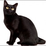 BOMBAY CAT