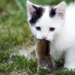 KITTEN WITH A RAT
