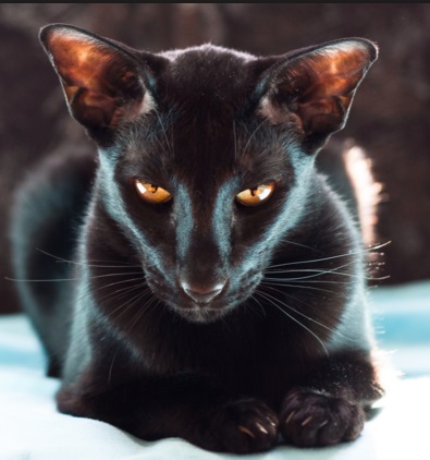 Black Cat Breeds