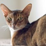 Abyssinian cats swimming