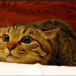 HOW CATS COMMUNICATE WITH THEIR EYES