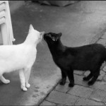 HOW CATS COMMUNICATING WITH SCENT MARKING