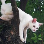 STRANGE THINGS CATS DO LIKE CLIMBING DOWN TREES