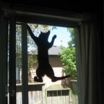 STRANGE THINGS CATS DO LIKE CLIMBING THE SCREEN DOOR