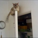 STRANGE THINGS CATS DO LIKE SITTING IN ON A OPEN DOOR jpg