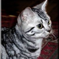 American-shorthair