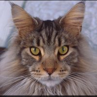 Maine-Coon