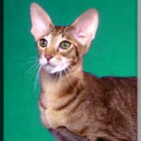 Oriental-Cat