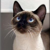 Siamese-cat-image