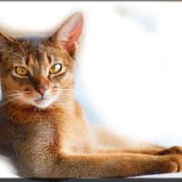 abyssinian