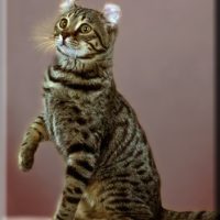 american-curl-cat