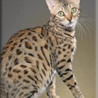 bengal-cat