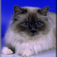 birman-cat