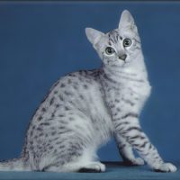 egyptian-mau-cat