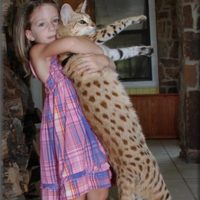 savannah-cat-e1375686906983